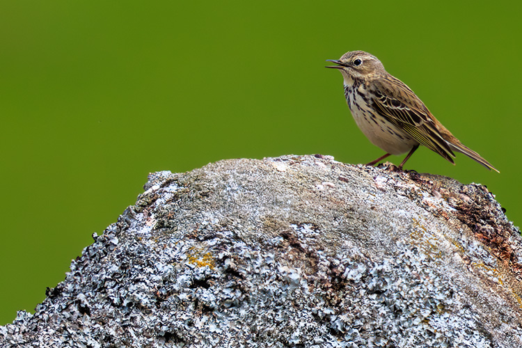 Anthus pratensis meadow pipit